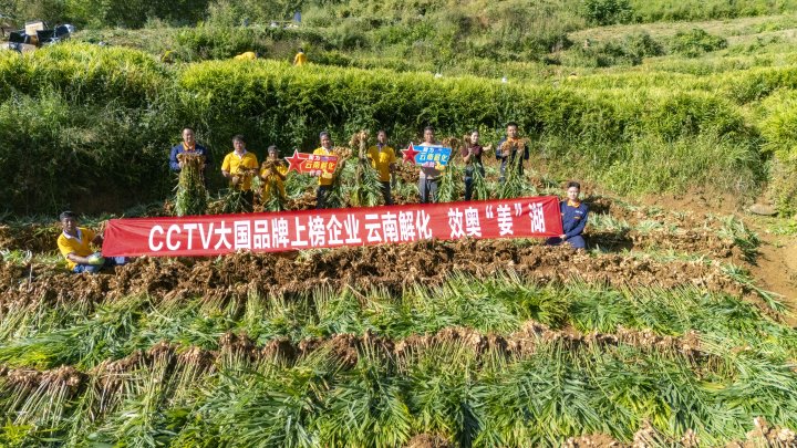 墨江象鼻村生姜大丰收！从莳植、施肥到采摘，，，，，，，，云南解化全程“呵护”